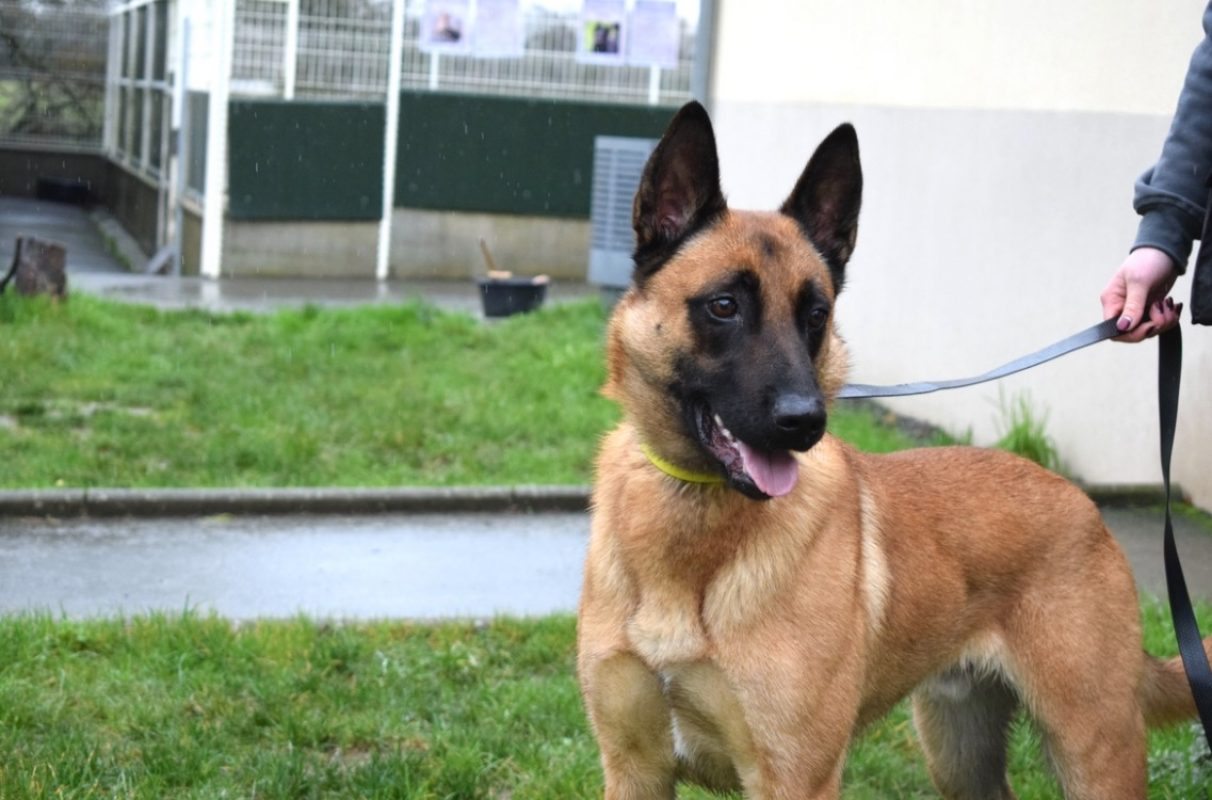 Muzo - Chien Berger Belge Malinois à adopter - photo 7