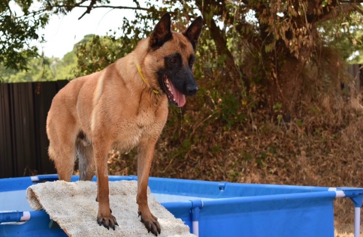 Muzo - Chien Berger Belge Malinois à adopter - photo 8
