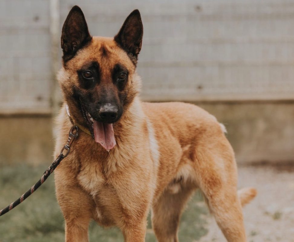 Muzo - Chien Berger Belge Malinois à adopter - photo 9