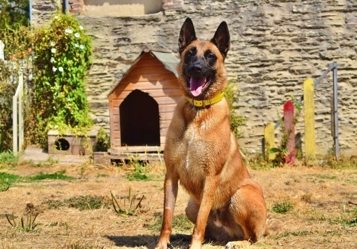 Muzo - Chien Berger Belge Malinois à adopter - photo 10
