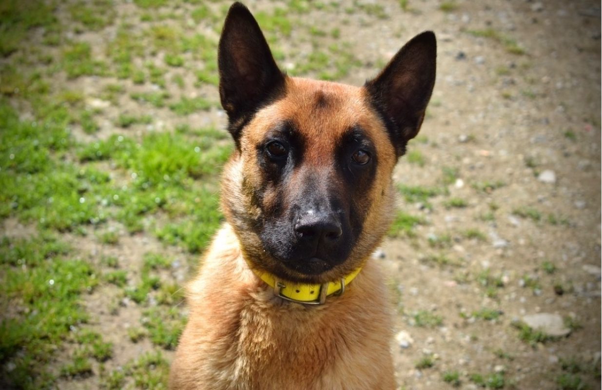 Muzo - Chien Berger Belge Malinois à adopter - photo 11