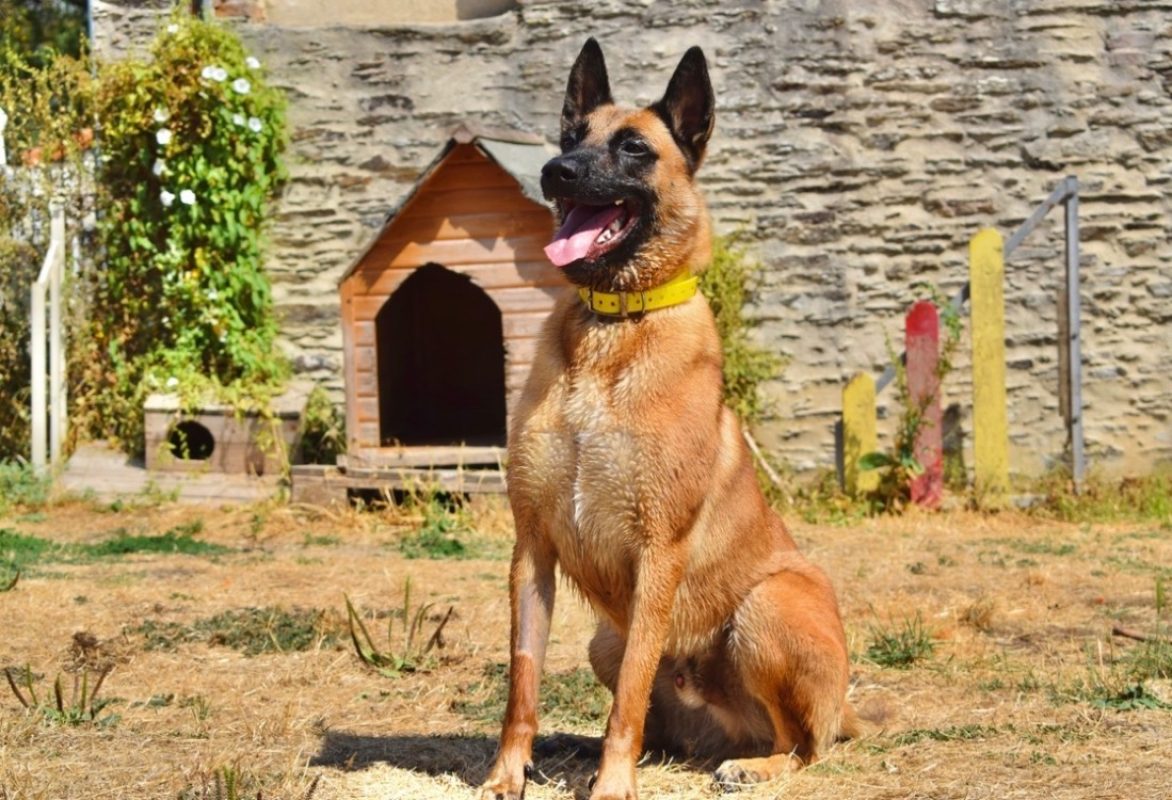 Muzo - Chien Berger Belge Malinois à adopter - photo 12
