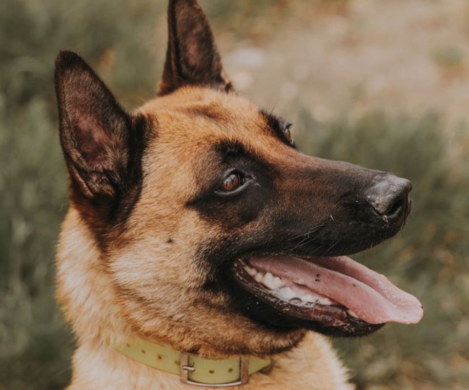 Muzo - Chien Berger Belge Malinois à adopter - photo 13