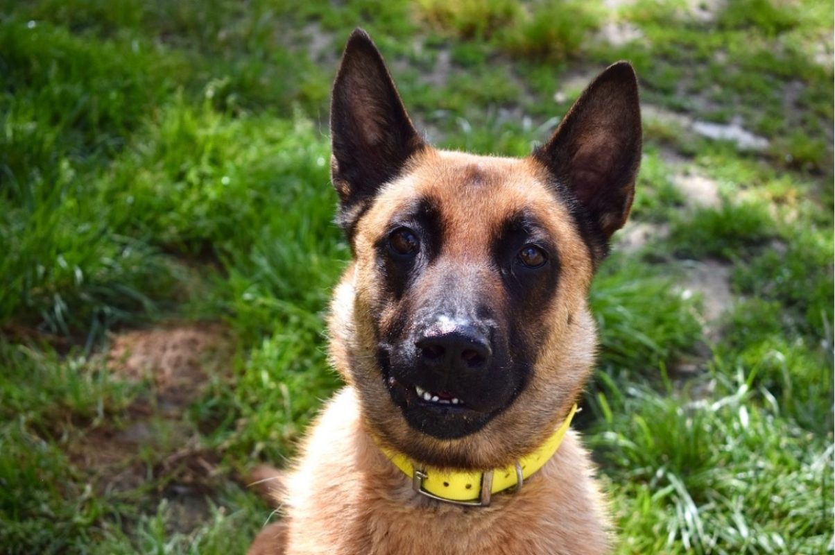 Muzo - Chien Berger Belge Malinois à adopter - photo 14