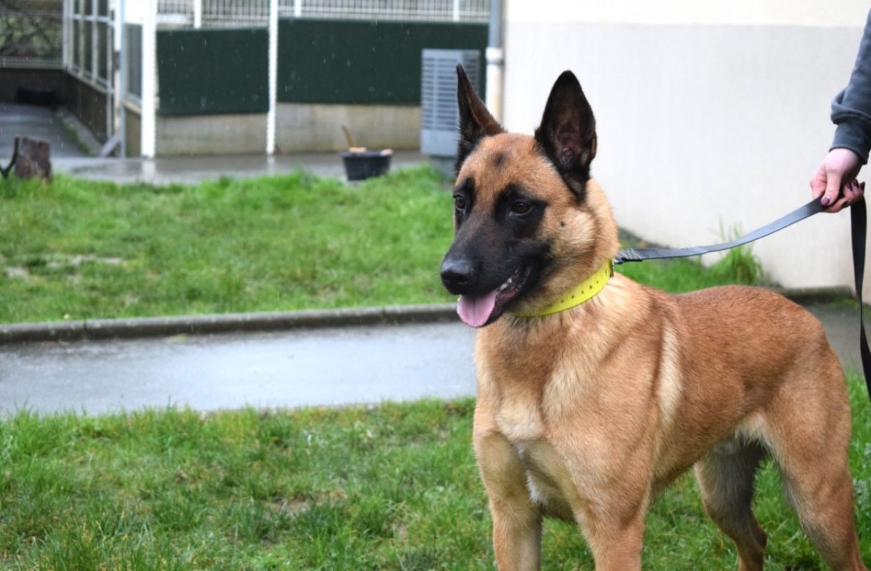 Muzo - Chien Berger Belge Malinois à adopter - photo 15