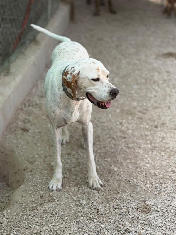 Blanquita - Chien Pointer Anglais à adopter - photo 3