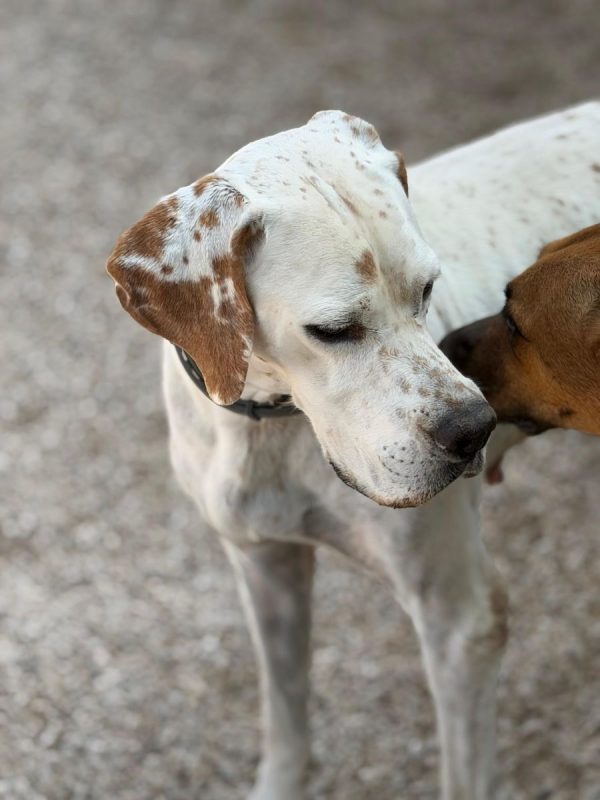 Blanquita - Chien Pointer Anglais à adopter - photo 12