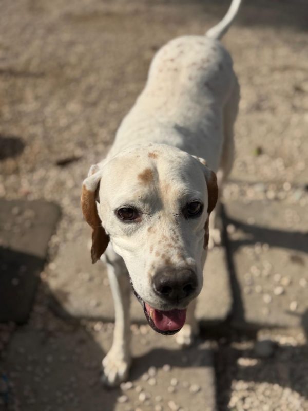 Blanquita - Chien Pointer Anglais à adopter - photo 5