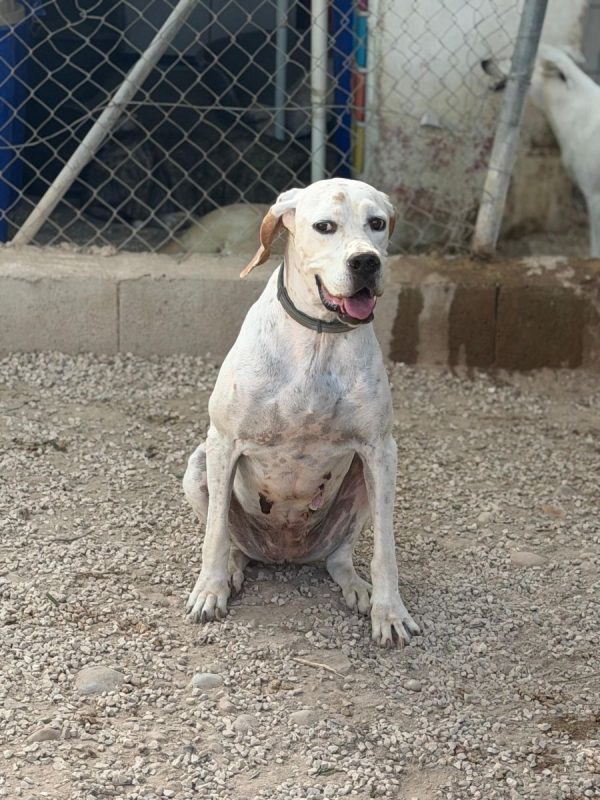 Blanquita - Chien Pointer Anglais à adopter - photo 2