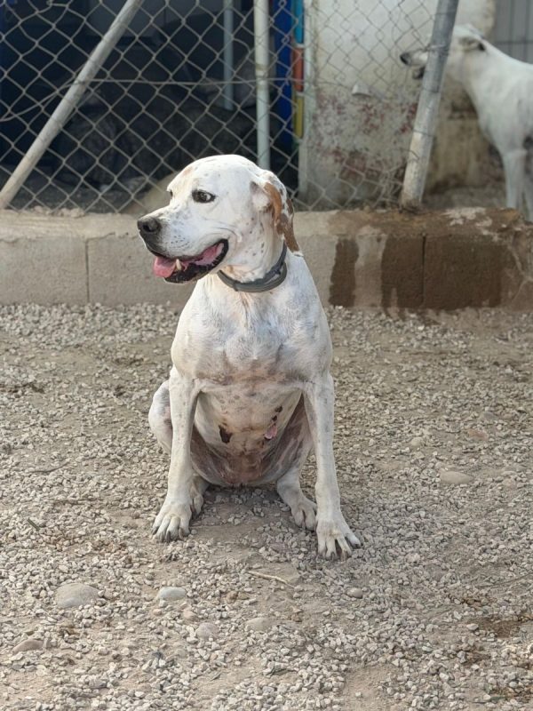 Blanquita - Chien Pointer Anglais à adopter - photo 6