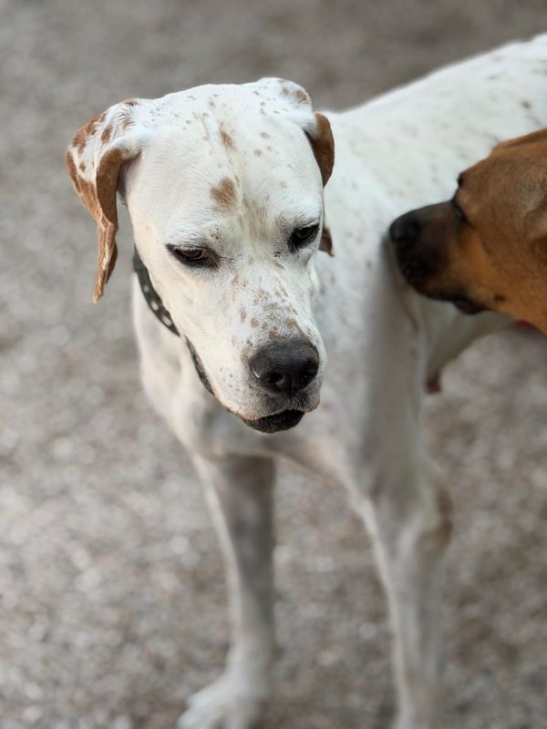 Blanquita - Chien Pointer Anglais à adopter - photo 11