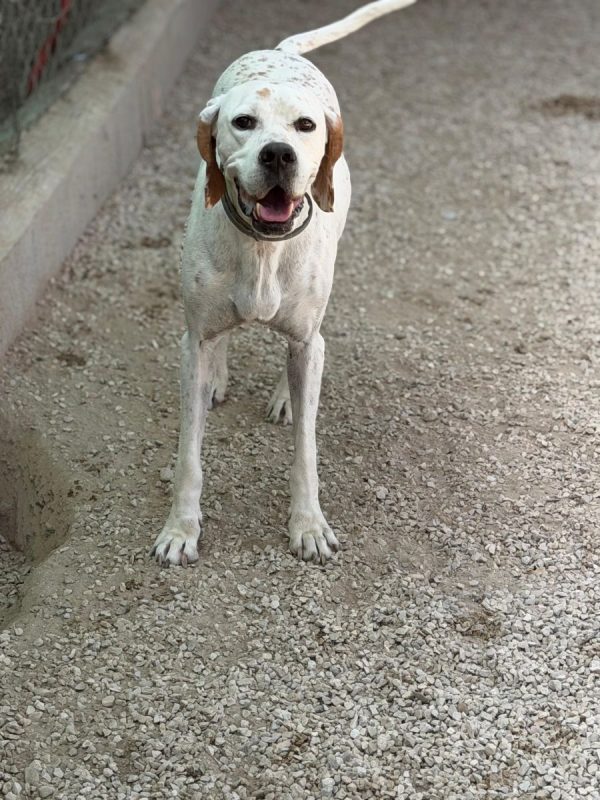 Blanquita - Chien Pointer Anglais à adopter - photo 10