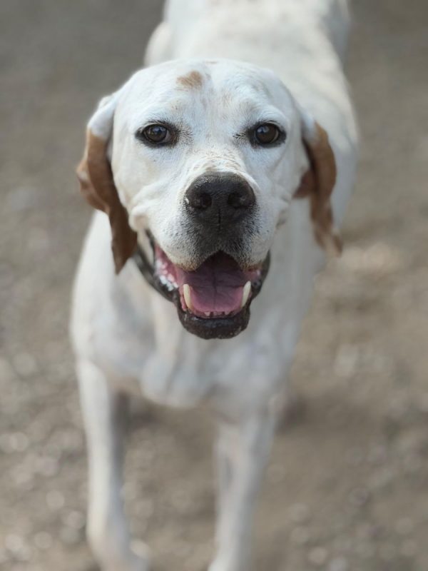 Blanquita - Chien Pointer Anglais à adopter - photo 9