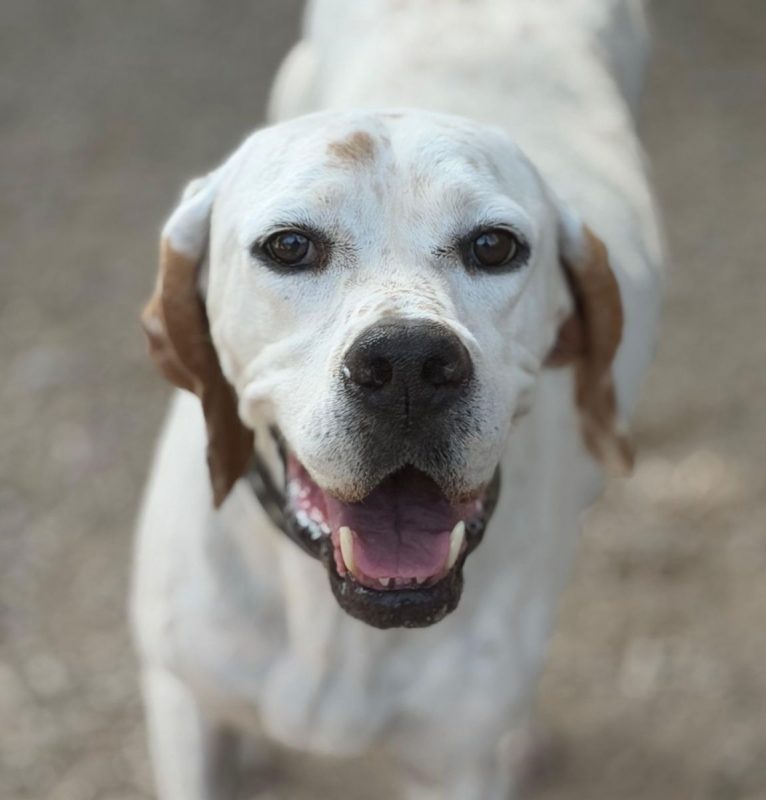Blanquita - Chien Pointer Anglais à adopter
