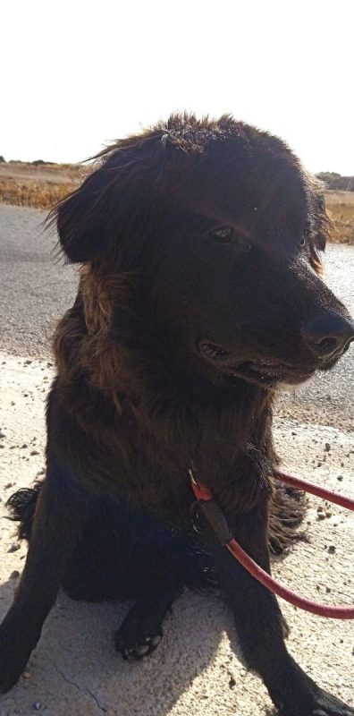 Zéro - Chien à adopter - photo 10