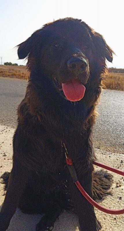 Zéro - Chien à adopter - photo 5