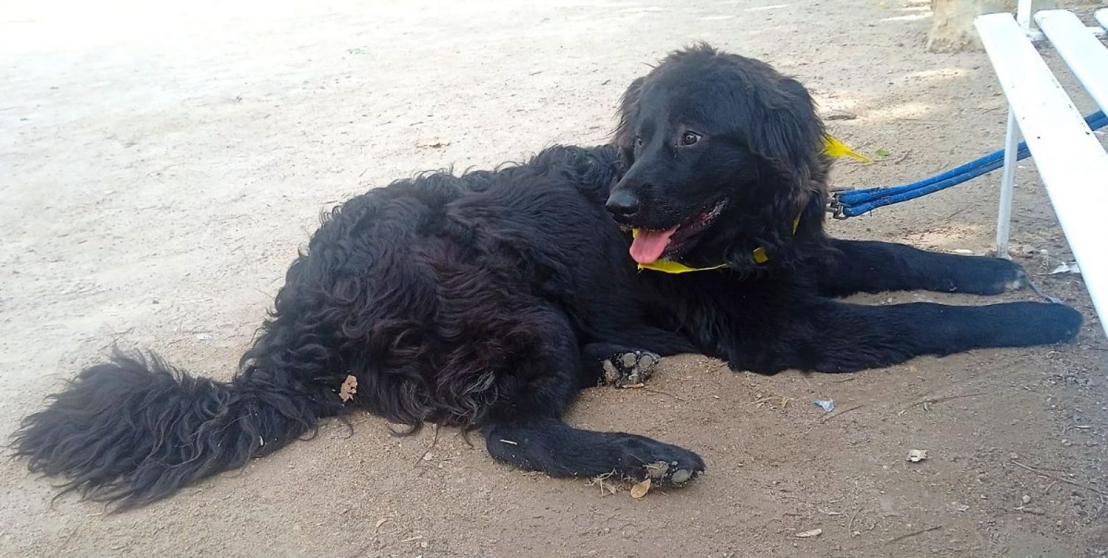 Zéro - Chien à adopter - photo 7