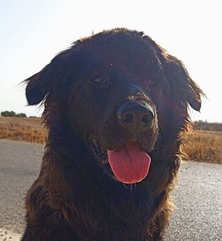 Zéro - Chien à adopter