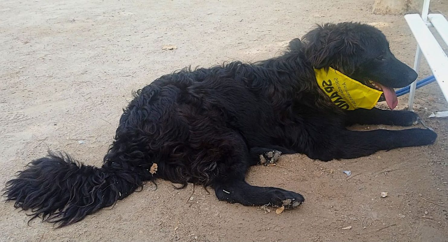 Zéro - Chien à adopter - photo 9