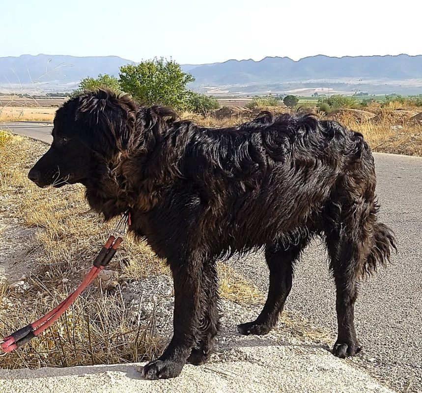 Zéro - Chien à adopter - photo 3