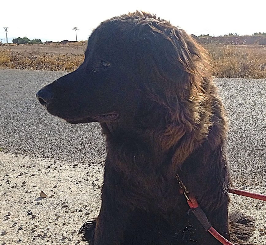 Zéro - Chien à adopter - photo 2