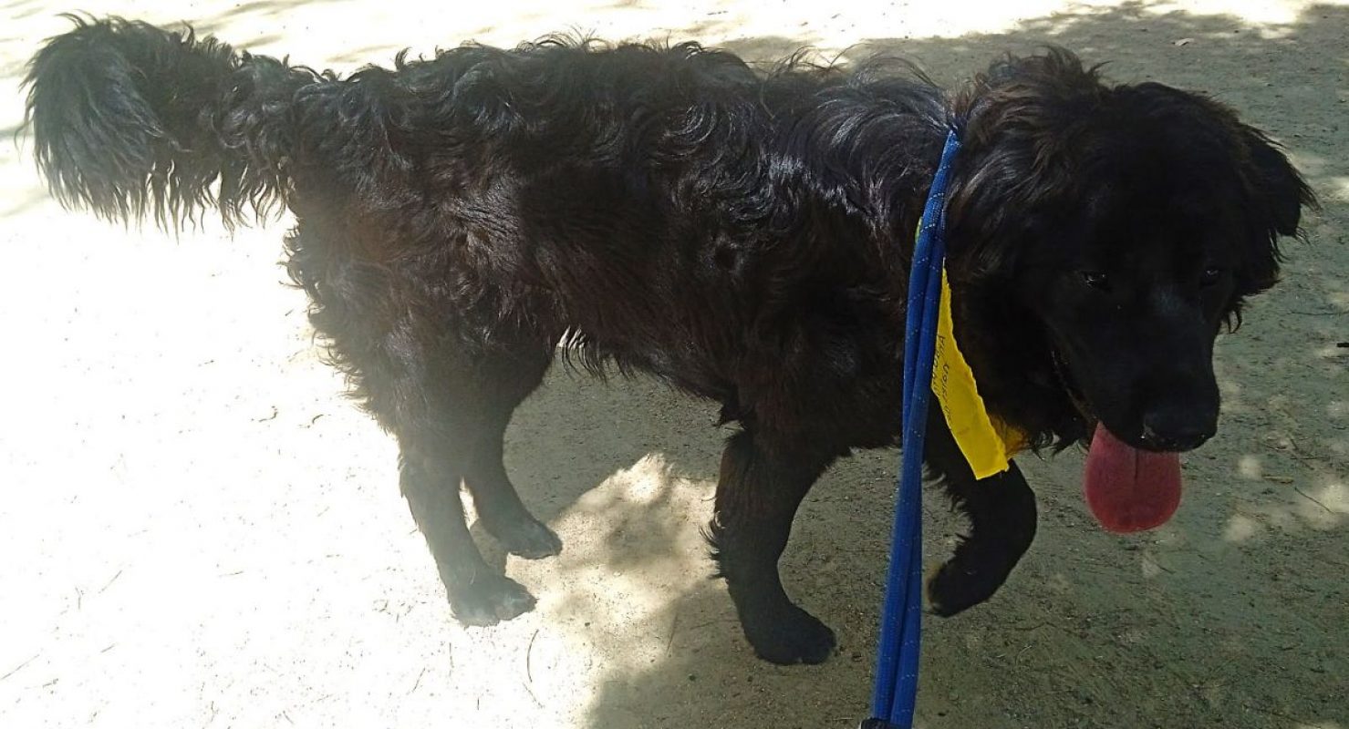 Zéro - Chien à adopter - photo 6