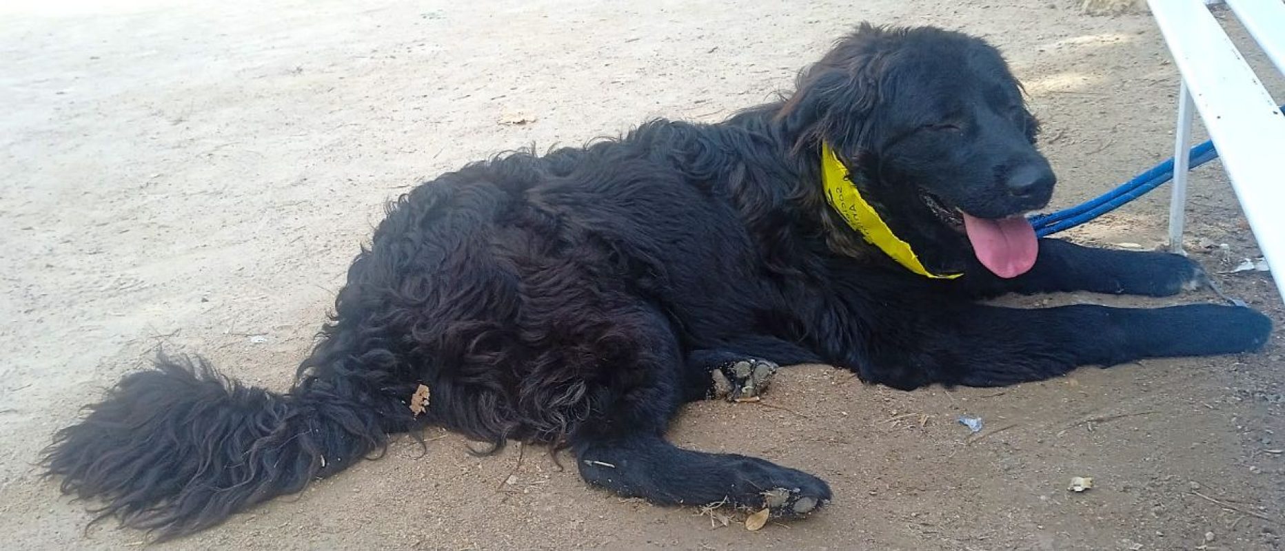 Zéro - Chien à adopter - photo 4
