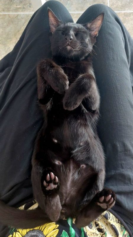 Rayo et Cosmo - Chat à adopter - photo 6