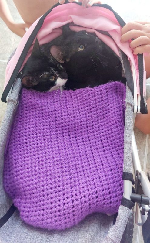 Rayo et Cosmo - Chat à adopter - photo 4
