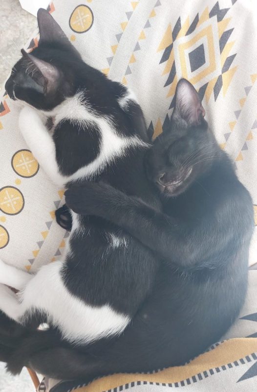 Rayo et Cosmo - Chat à adopter
