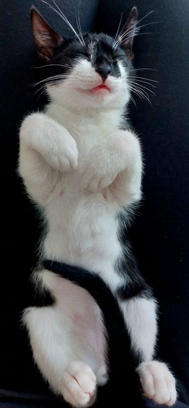 Rayo et Cosmo - Chat à adopter - photo 2