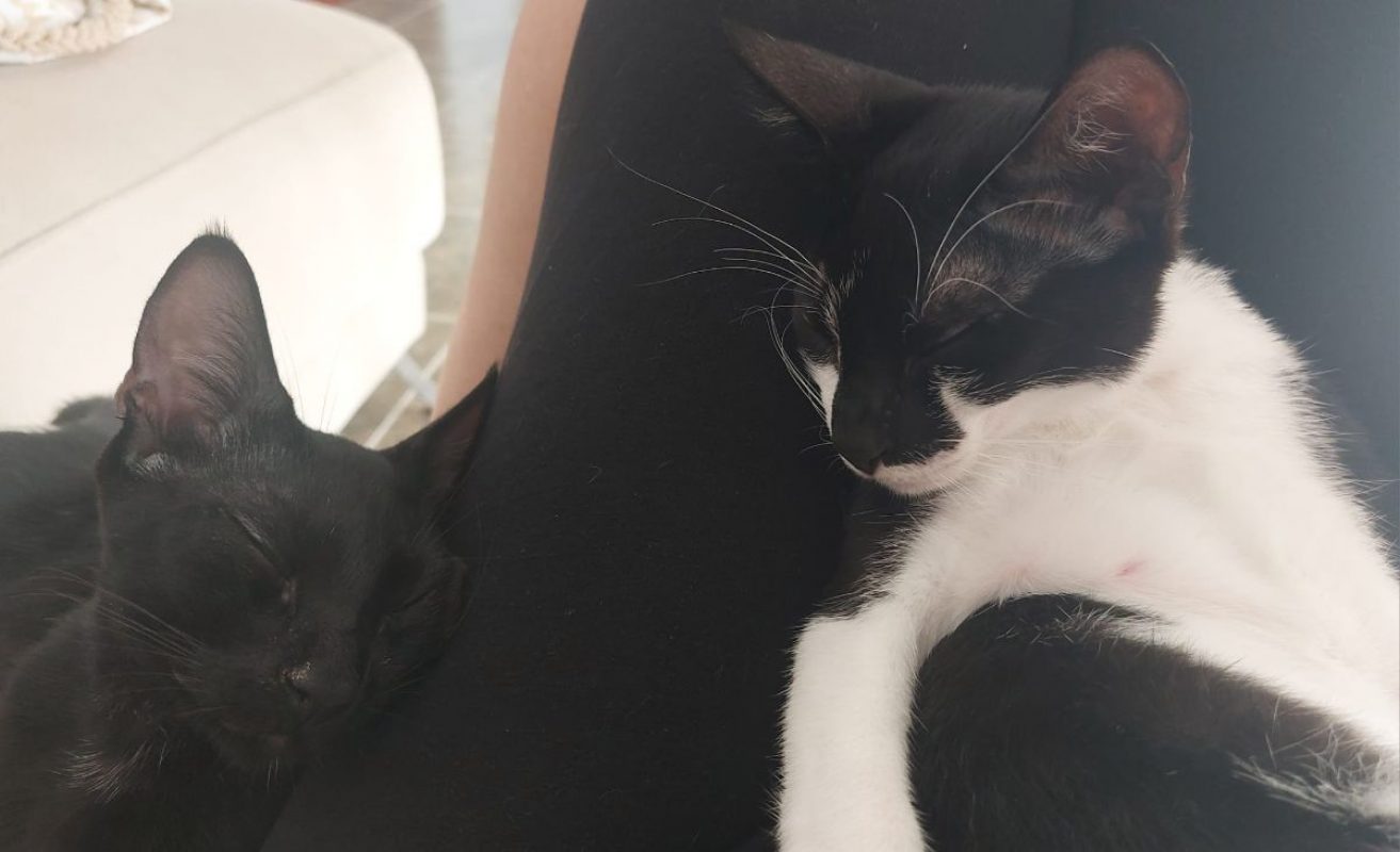Rayo et Cosmo - Chat à adopter - photo 3