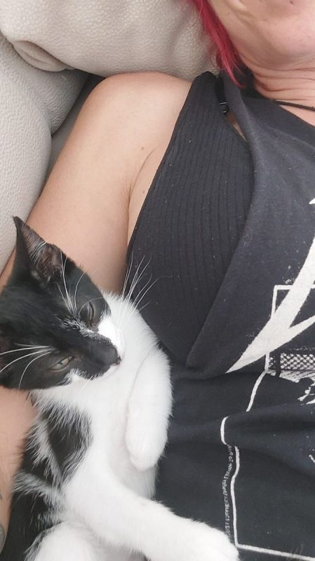 Rayo et Cosmo - Chat à adopter - photo 7