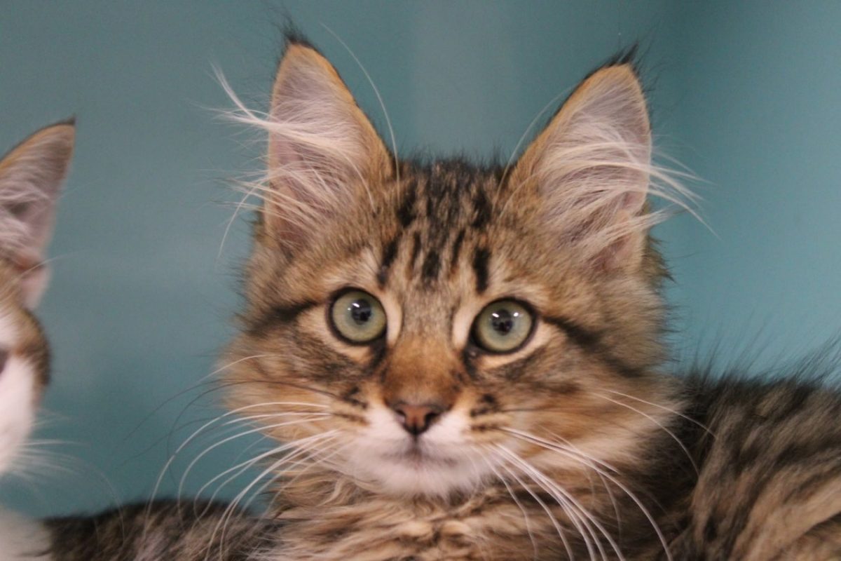 Doudou - Chat Angora Turc à adopter
