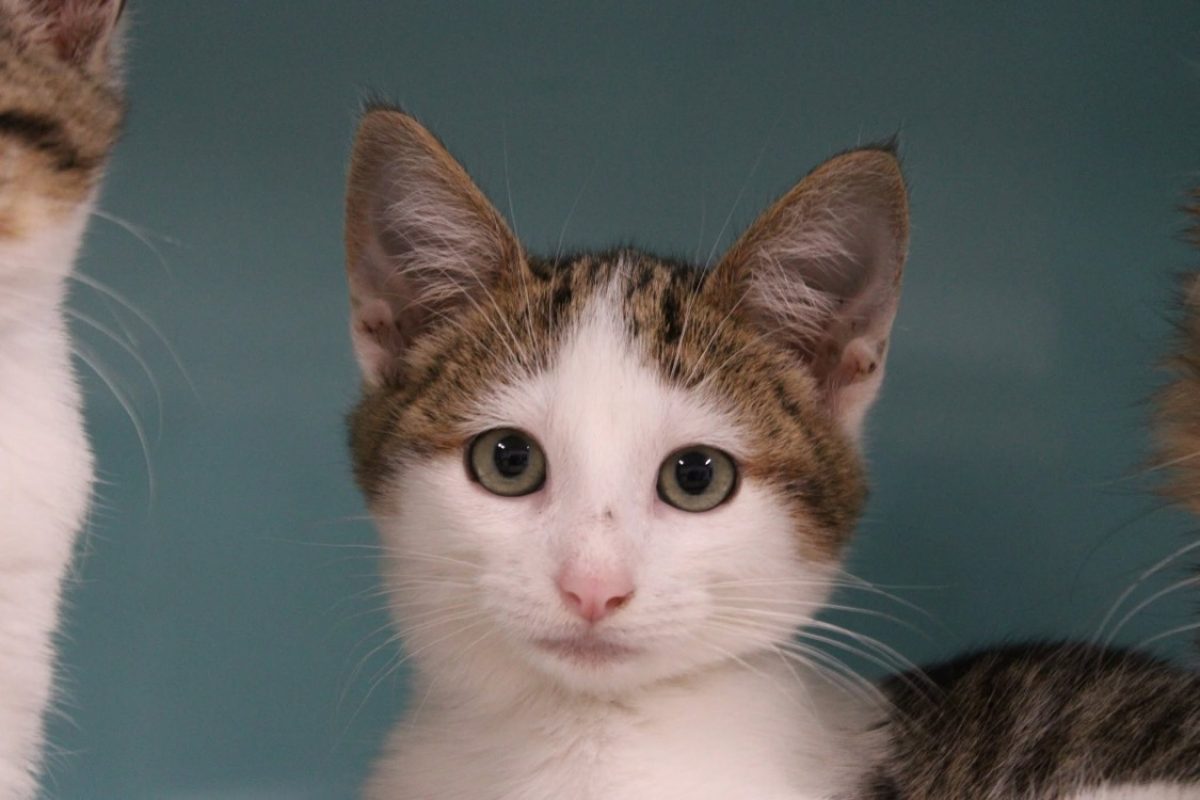 Yohan - Chat Européen à adopter