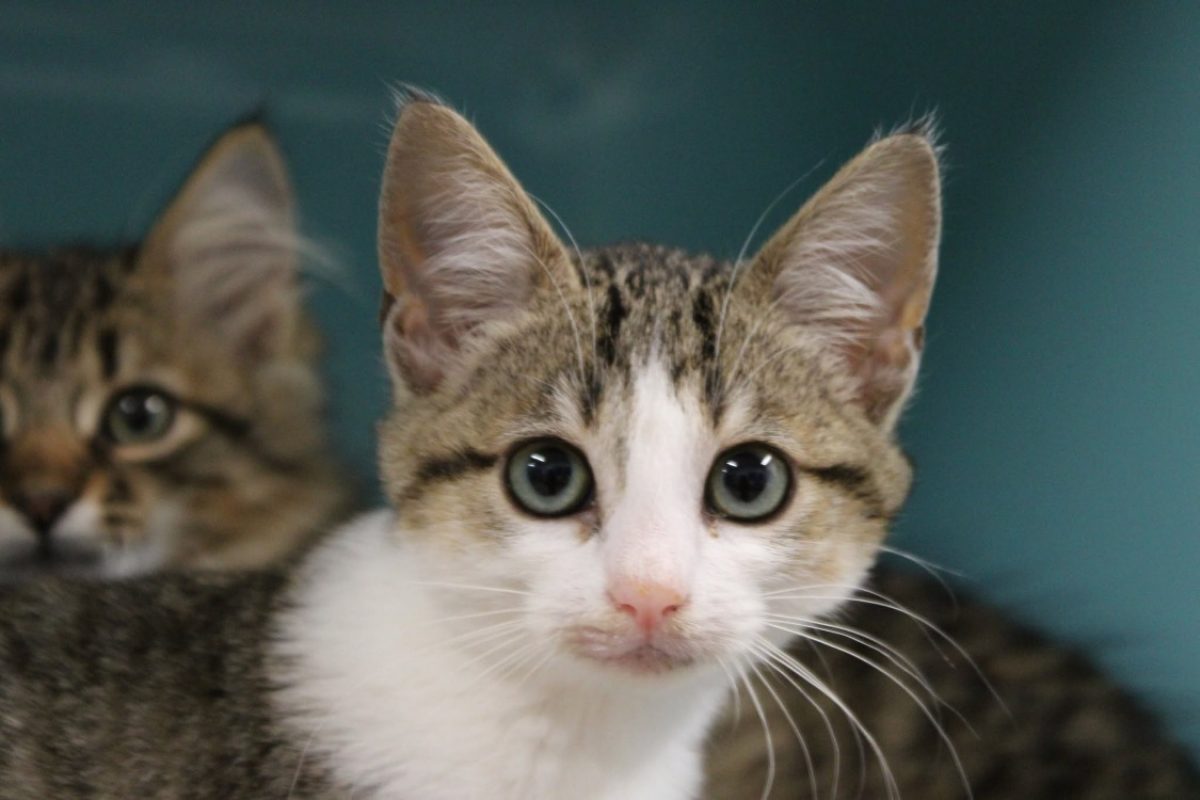 Kina - Chat Européen à adopter