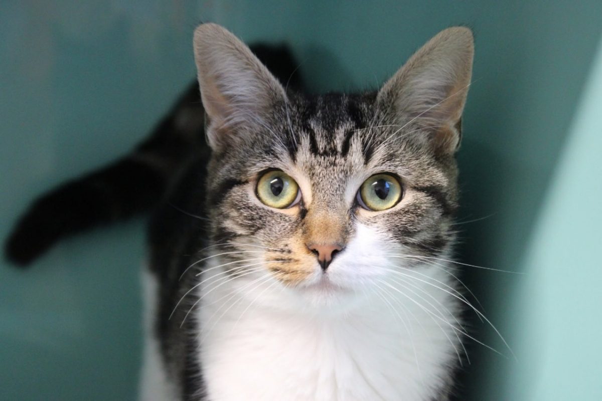 Moumoune - Chat Européen à adopter