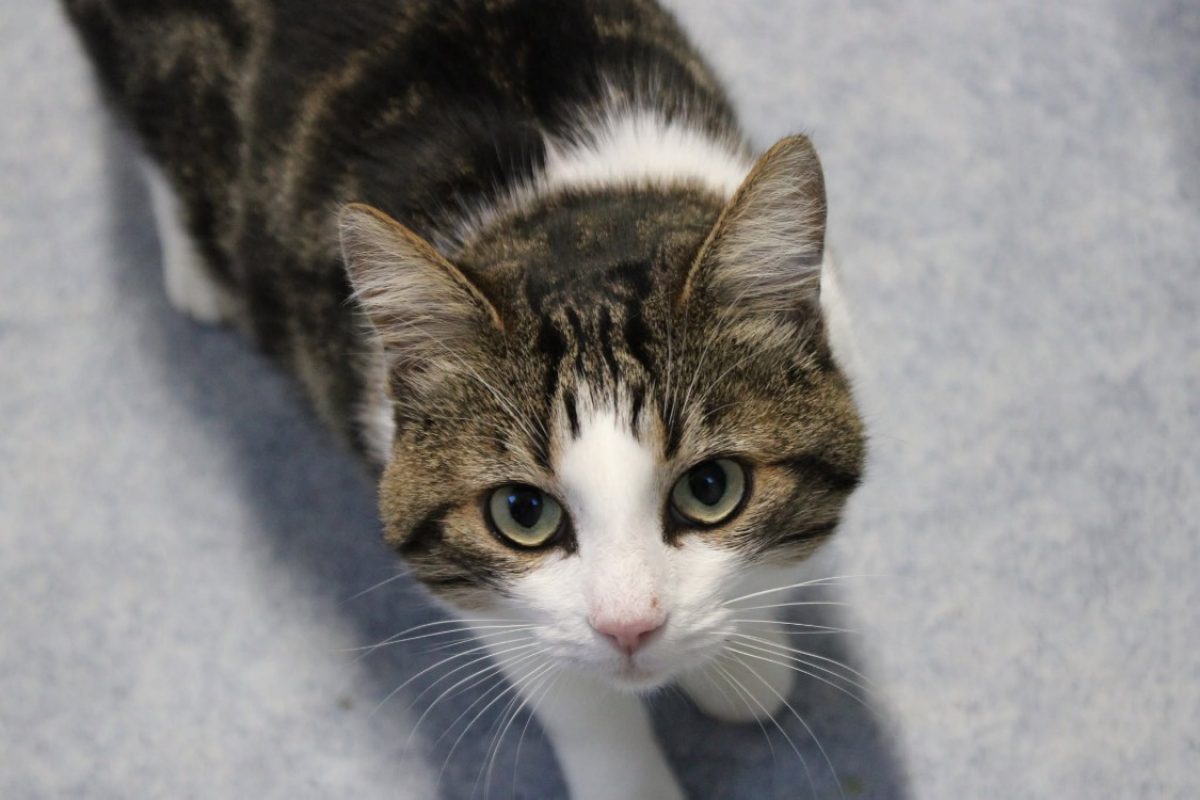 Lucien - Chat Européen à adopter