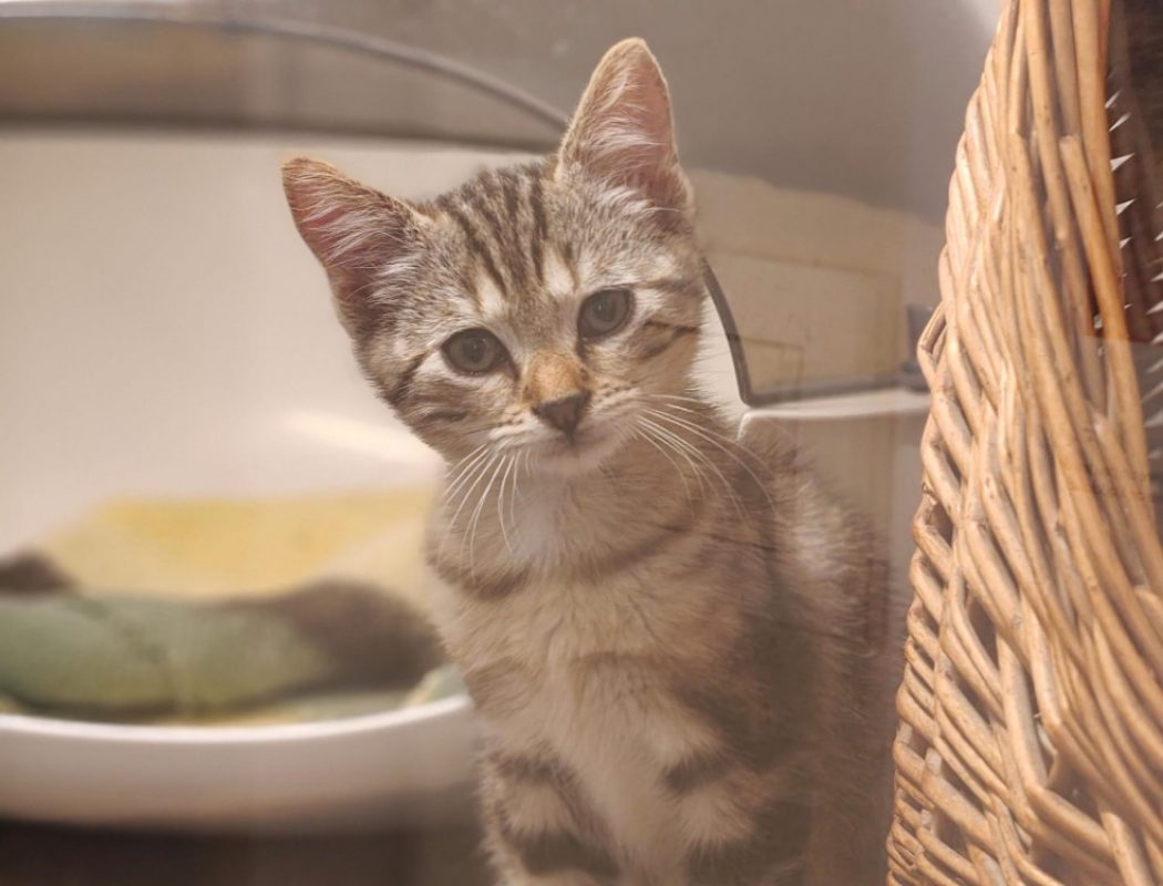 Elvis - Chat Européen à adopter