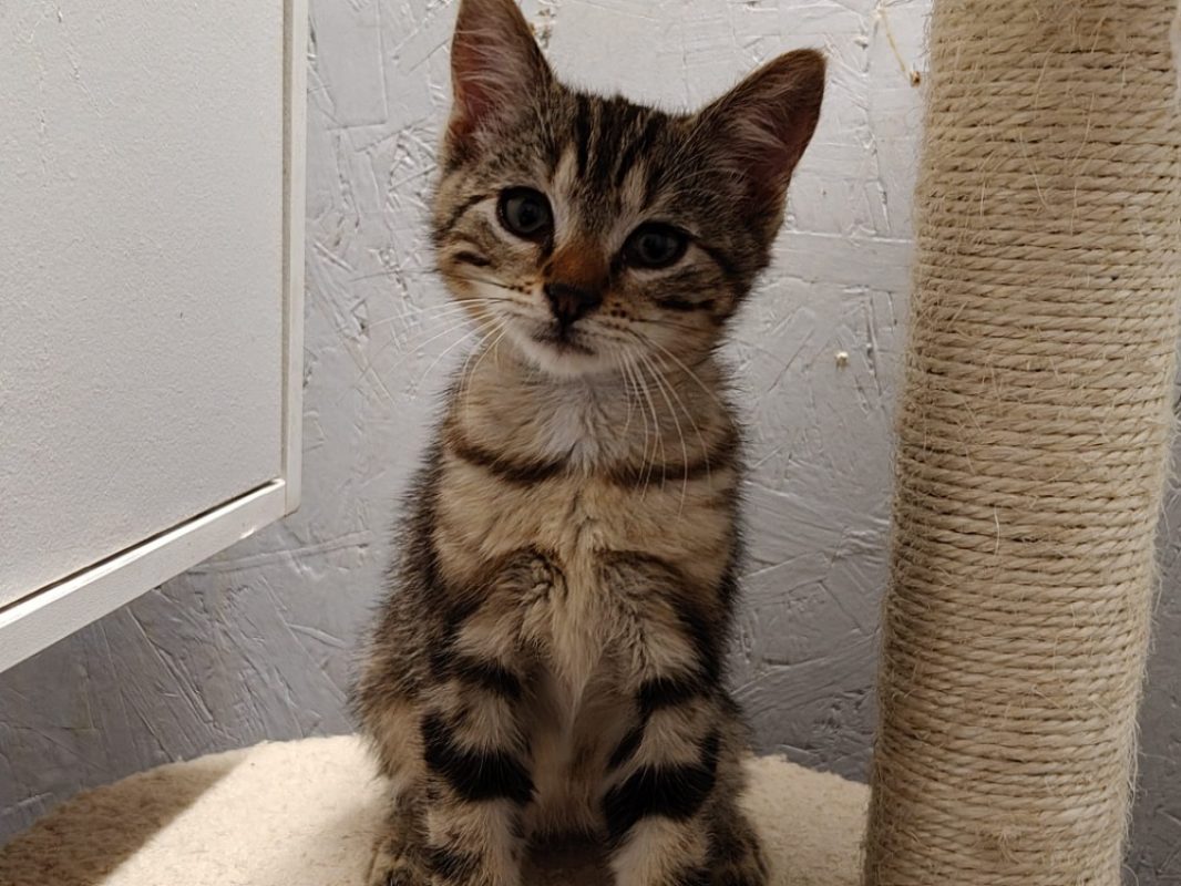 Elvis - Chat Européen à adopter - photo 2