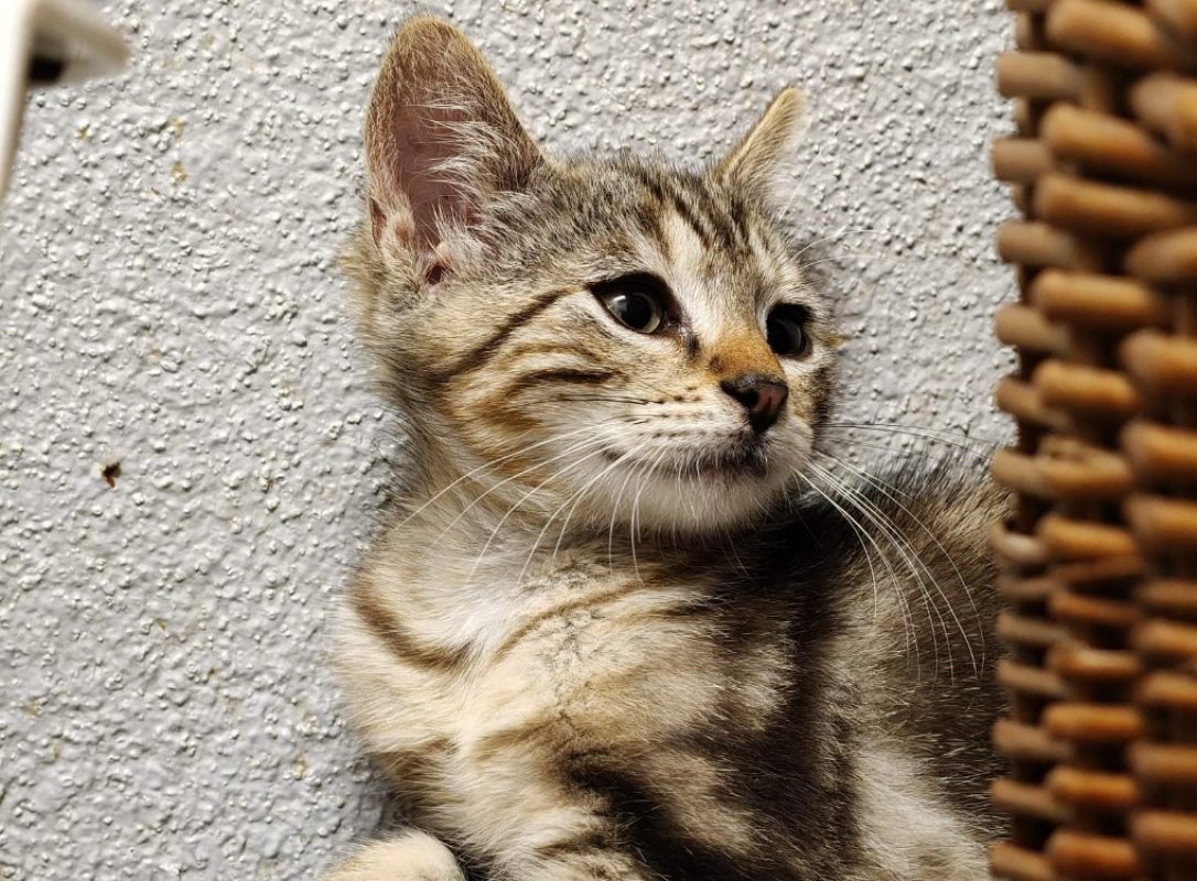 Elvis - Chat Européen à adopter - photo 3