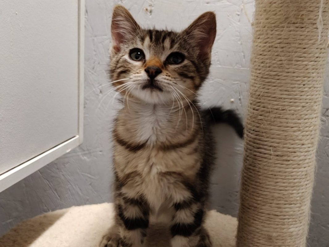 Elvis - Chat Européen à adopter - photo 4