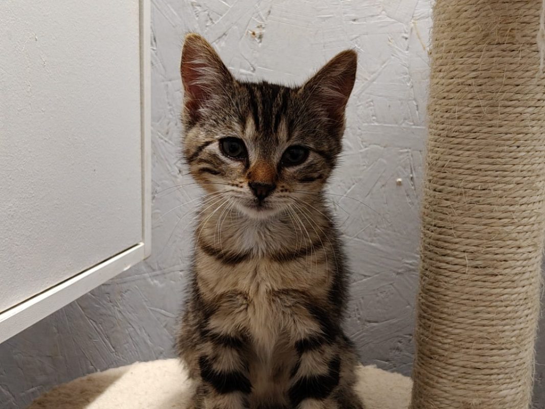 Elvis - Chat Européen à adopter - photo 5