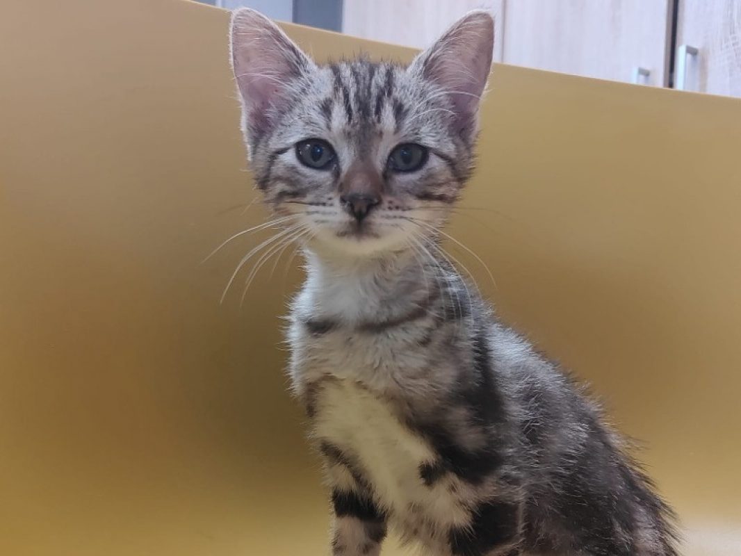 Elvis - Chat Européen à adopter - photo 6