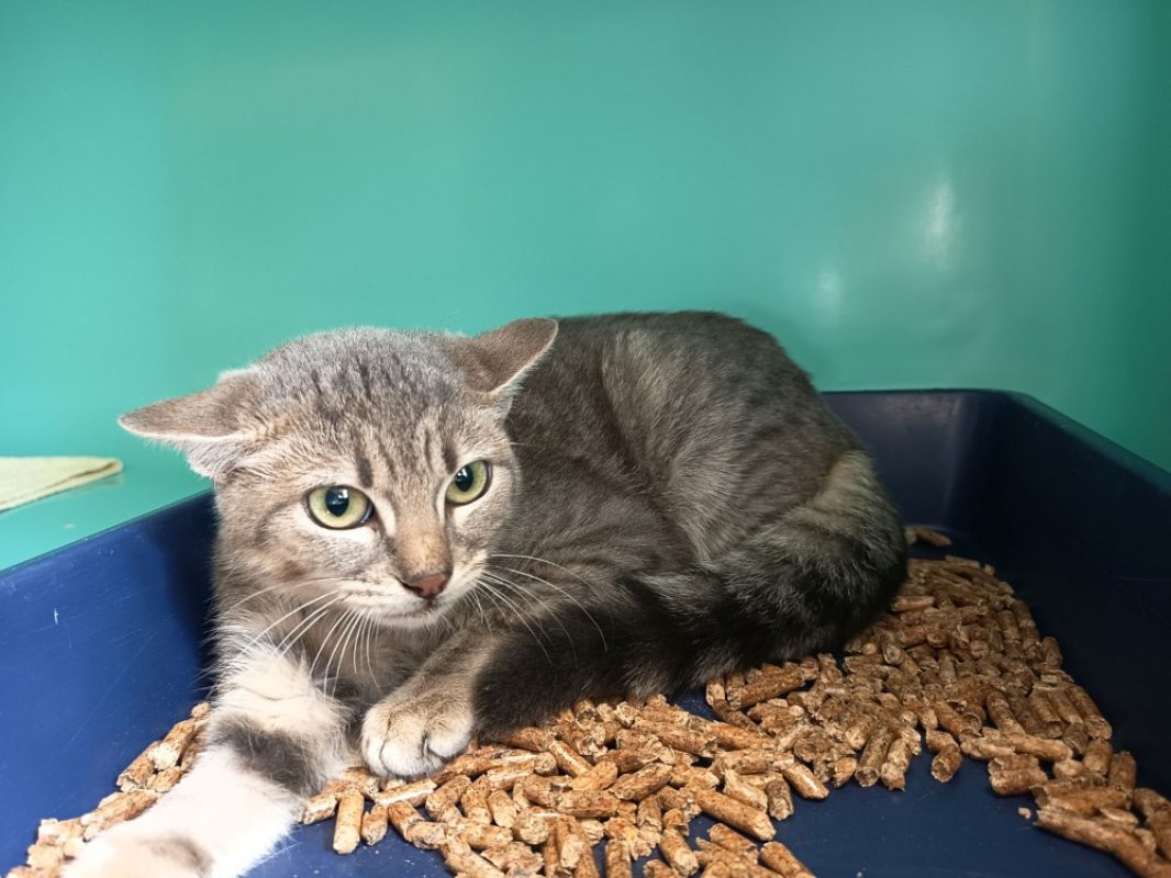 Ylona - Chat Européen à adopter