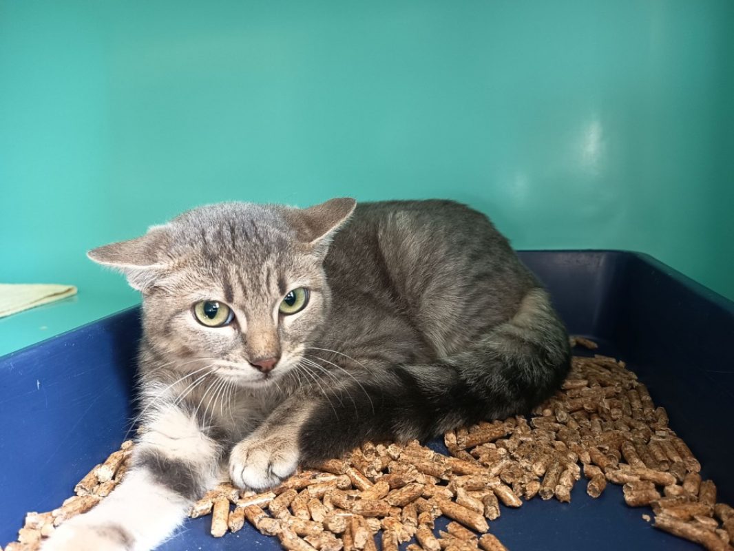 Ylona - Chat Européen à adopter - photo 2