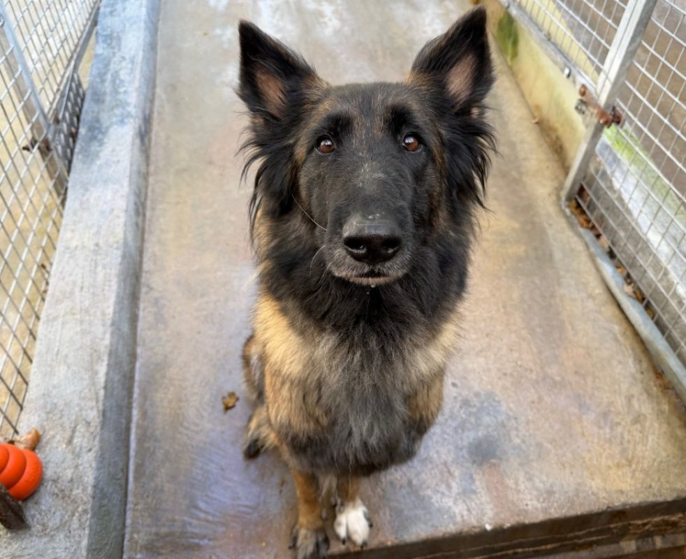 Roxane - Chien à adopter