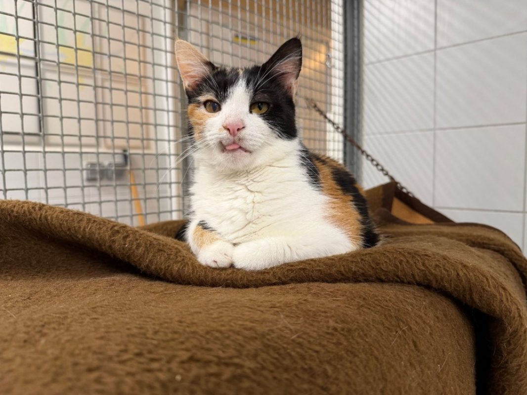Shelby - Chat Européen à adopter