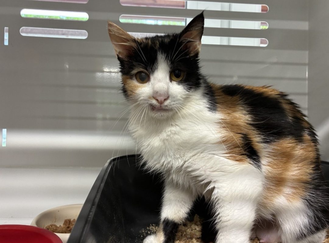 Shelby - Chat Européen à adopter - photo 2