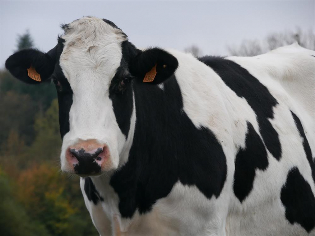 Photo de ClÉsdeschamps